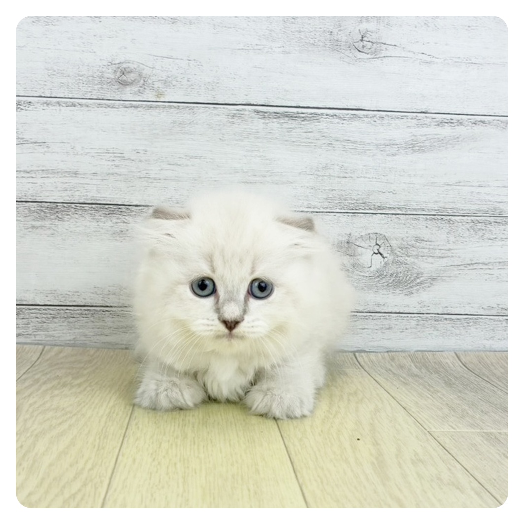 愛知県のスコティッシュフォールド (犬の家＆猫の里春日井本店/2025年9月5日生まれ/男の子/ブルーリンクスポイント)の子猫