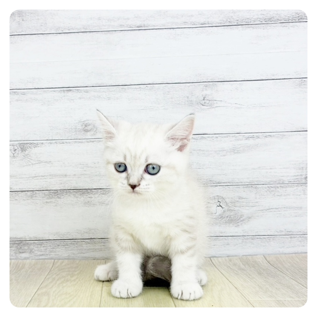 愛知県のスコティッシュストレート (犬の家＆猫の里春日井本店/2025年9月5日生まれ/女の子/ブルーリンクスポイント)の子猫