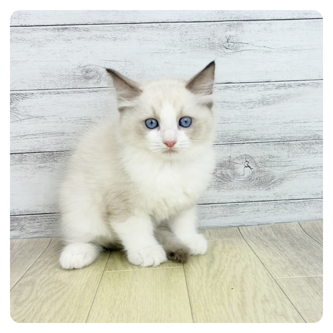 愛知県のラグドール (犬の家＆猫の里春日井本店/2025年9月5日生まれ/男の子/シールポイントバイカラー)の子猫