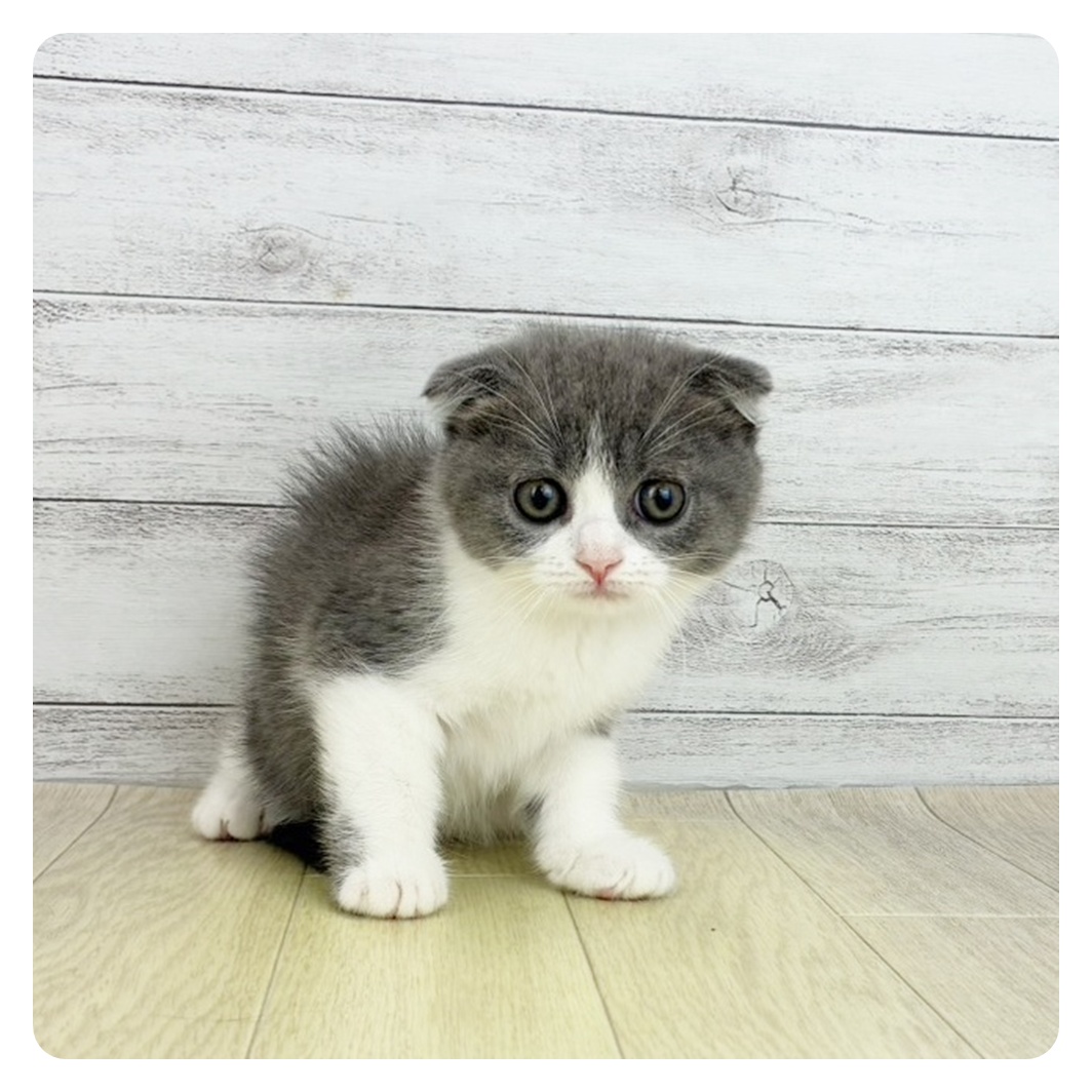 愛知県のスコティッシュフォールド (犬の家＆猫の里春日井本店/2025年9月4日生まれ/女の子/ブルーホワイト)の子猫