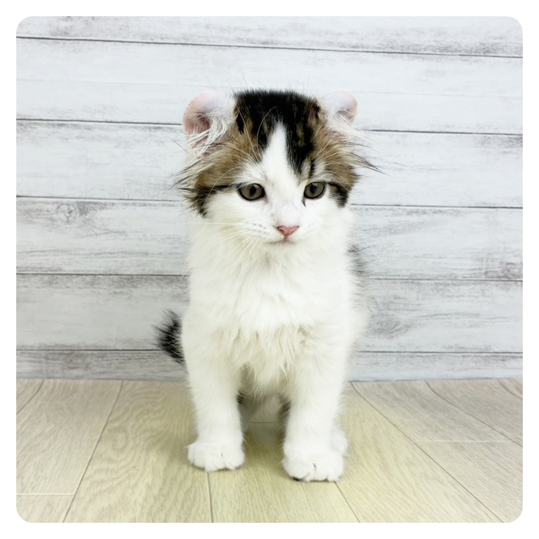 愛知県のアメリカンカール (犬の家＆猫の里春日井本店/2025年9月3日生まれ/男の子/ブラウンタビーホワイト)の子猫