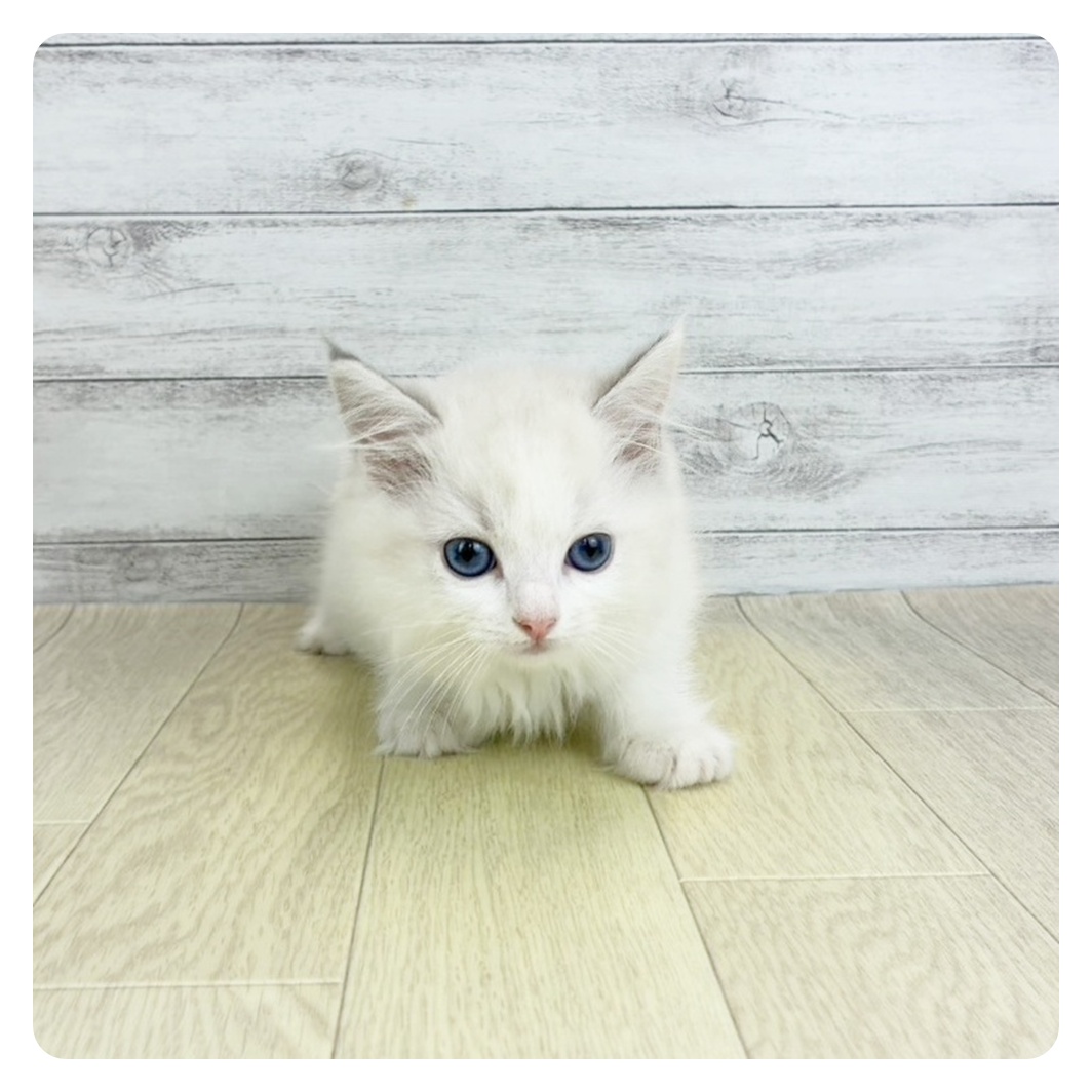 愛知県のラグドール (犬の家＆猫の里春日井本店/2025年9月5日生まれ/女の子/シールポイントバイカラー)の子猫