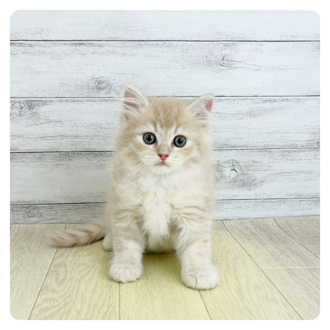 愛知県のサイベリアン (犬の家＆猫の里春日井本店/2025年8月28日生まれ/男の子/クリームタビーホワイト)の子猫