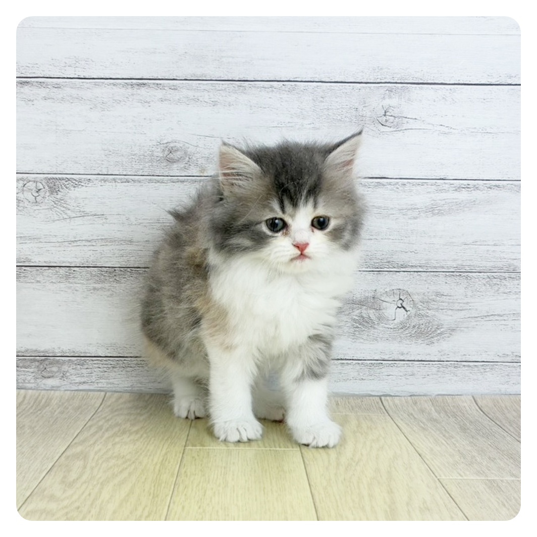 滋賀県のサイベリアン (犬の家＆猫の里近江八幡店/2025年8月28日生まれ/女の子/ブルーパッチドタビーホワイト)の子猫の2枚目の画像