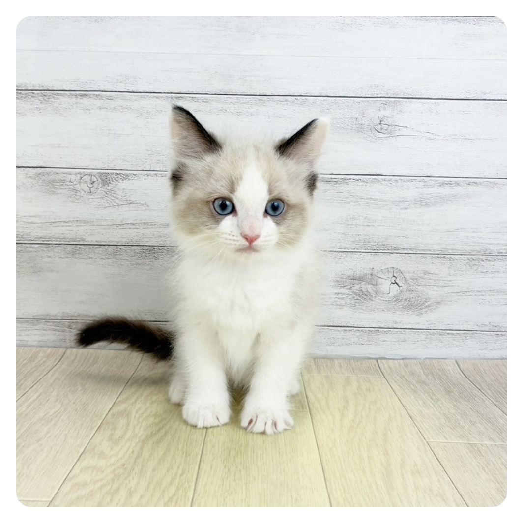 岡山県のラグドール (犬の家＆猫の里倉敷中庄店/2025年9月4日生まれ/男の子/シールポイントバイカラー)の子猫の2枚目の画像