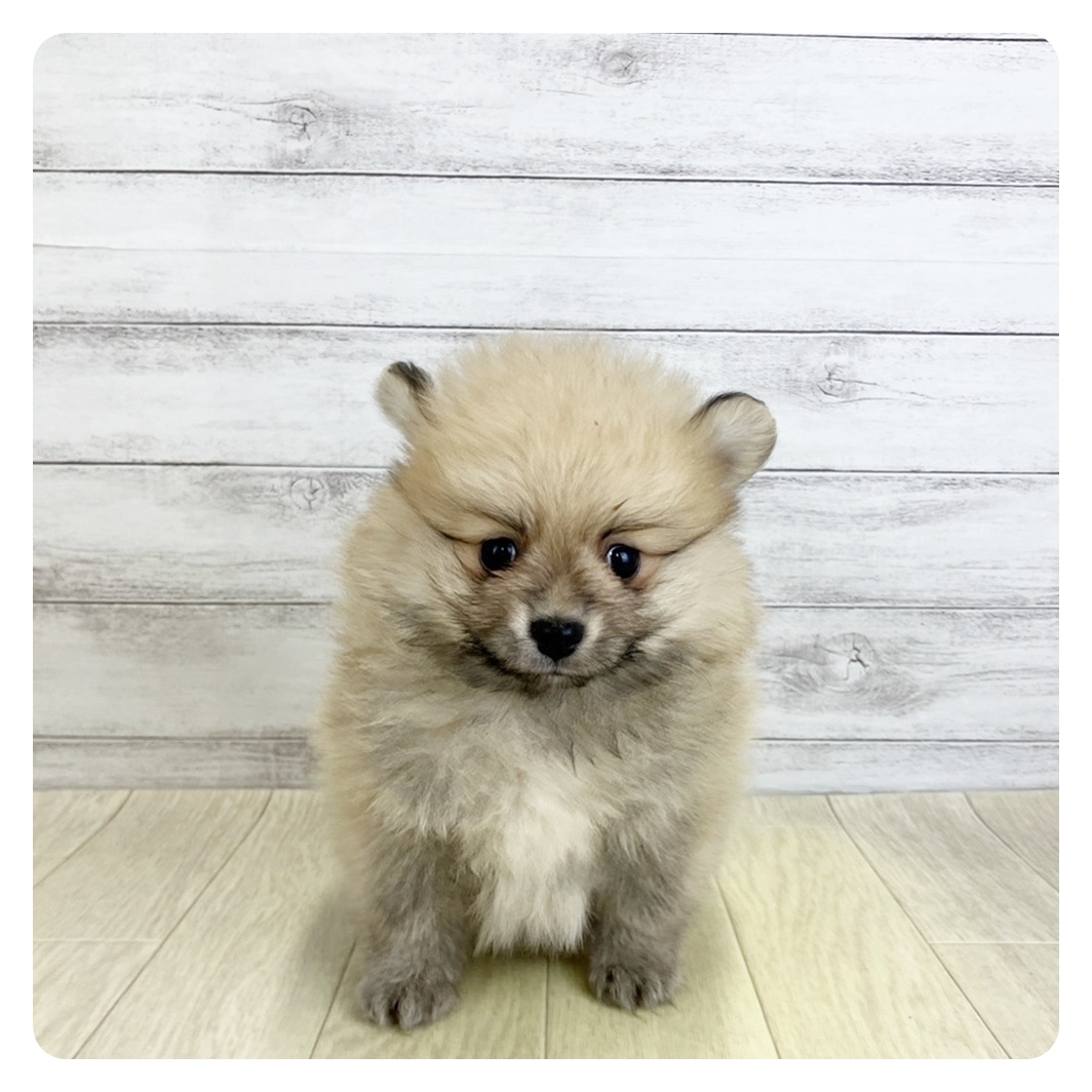 岐阜県のポメラニアン (犬の家＆猫の里カラフルタウン岐阜店/2025年9月5日生まれ/男の子/オレンジセーブル)の子犬