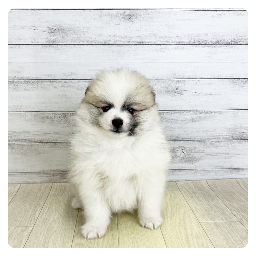 愛知県のポメラニアン (犬の家＆猫の里春日井本店/2025年9月5日生まれ/男の子/パーティーカラー)の子犬