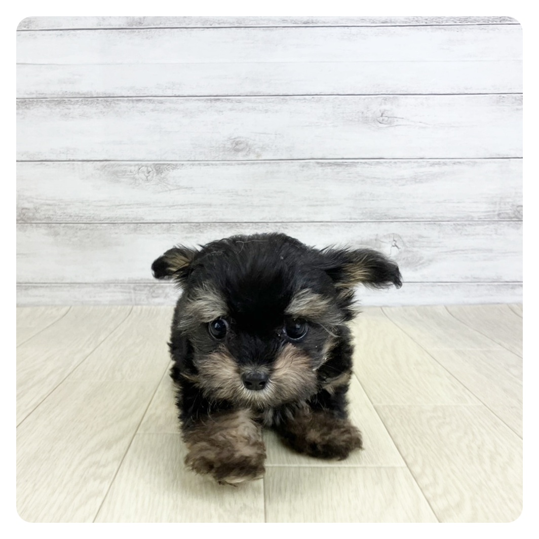 愛知県のチワプー/プーチー(チワワ×プードル) (犬の家＆猫の里春日井本店/2025年9月1日生まれ/女の子/ブラックタン)の子犬