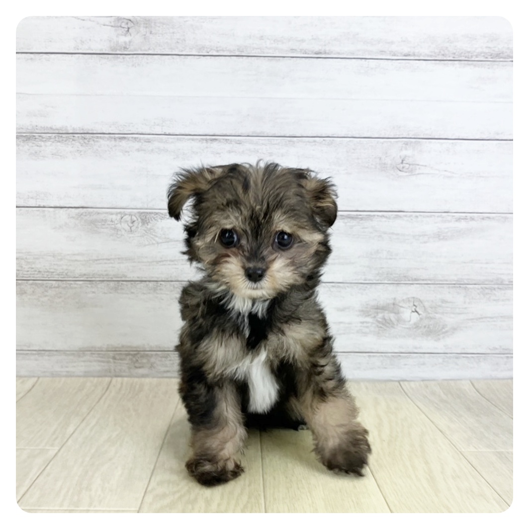 愛知県のチワプー/プーチー(チワワ×プードル) (犬の家＆猫の里春日井本店/2025年9月1日生まれ/女の子/フォーンホワイト)の子犬