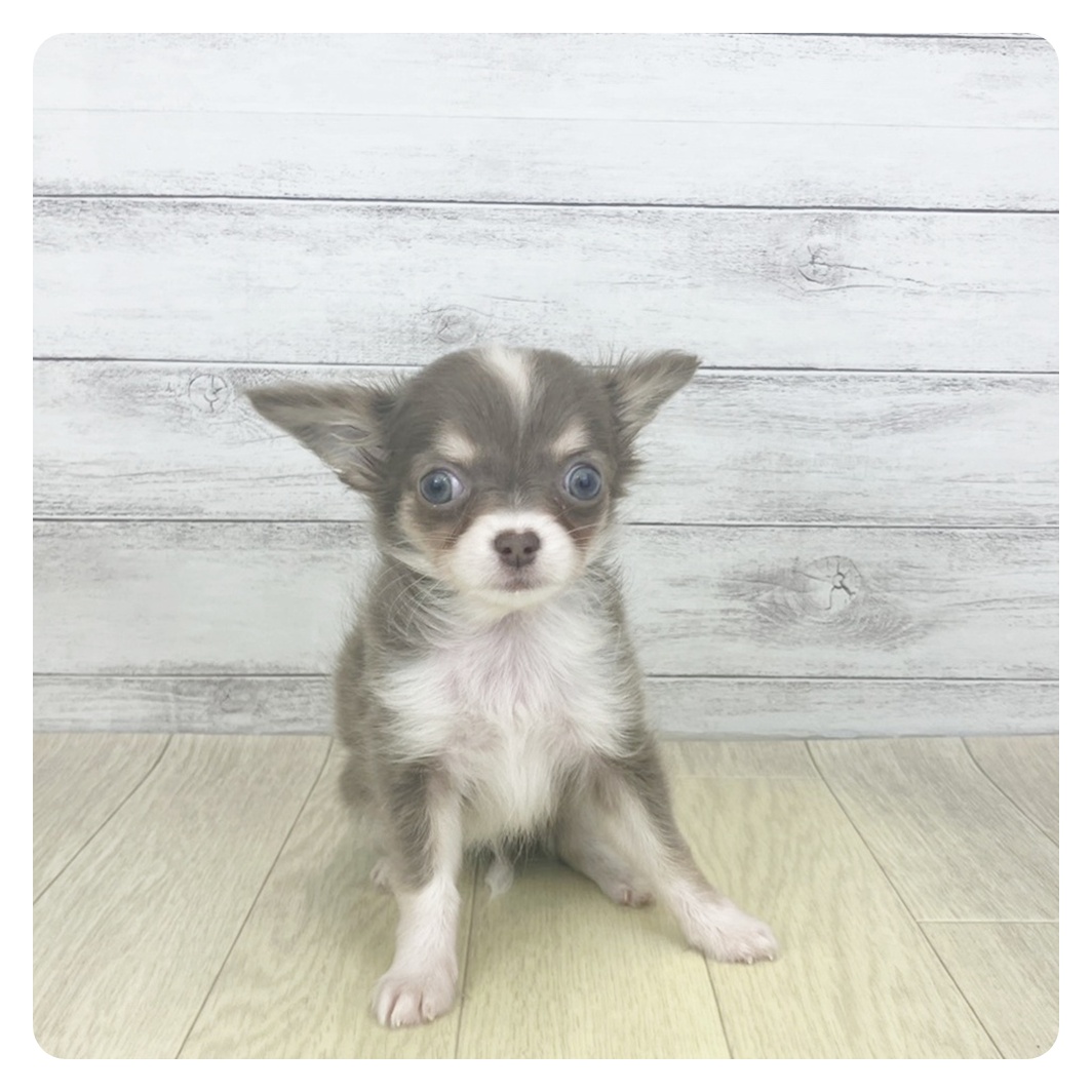 愛知県のチワワ(ロング) (犬の家＆猫の里名古屋天白店/2025年9月2日生まれ/女の子/イザベラタンホワイト)の子犬の3枚目の画像