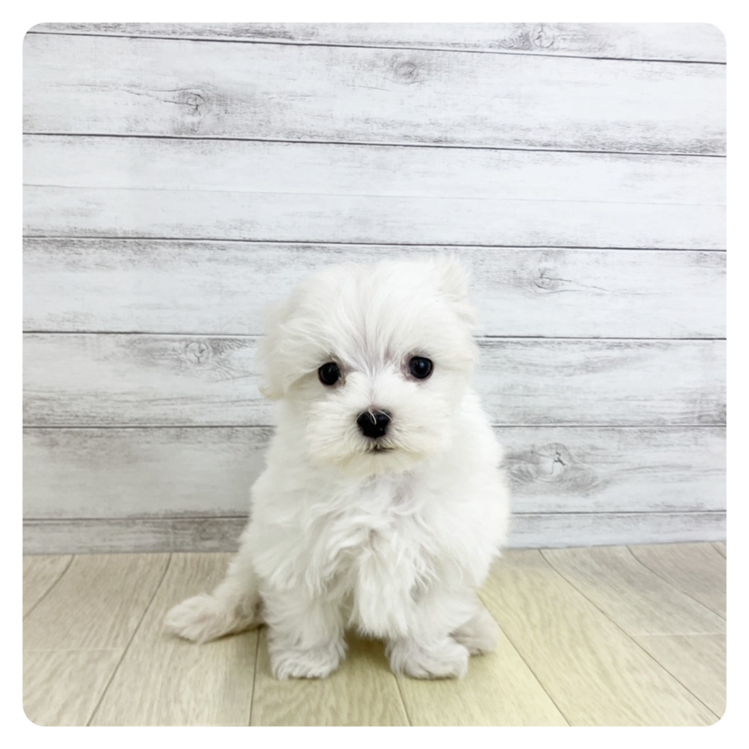 愛知県のマルチーズ (犬の家＆猫の里春日井本店/2025年9月2日生まれ/男の子/ホワイト)の子犬