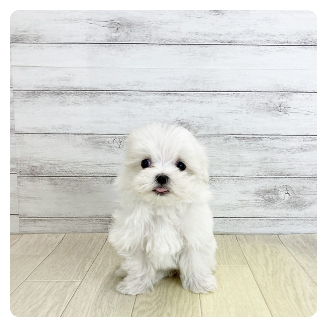 愛知県のマルチーズ (犬の家＆猫の里春日井本店/2025年9月2日生まれ/女の子/ホワイト)の子犬