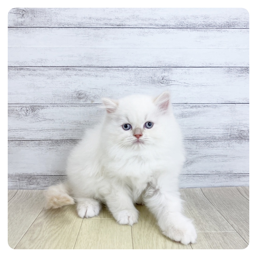 愛知県のラガマフィン (犬の家＆猫の里春日井本店/2025年9月4日生まれ/男の子/クリームポイントホワイト)の子猫