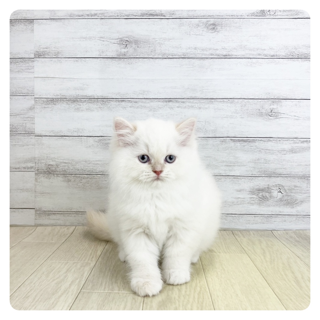 愛知県のラガマフィン (犬の家＆猫の里春日井本店/2025年9月4日生まれ/女の子/クリームポイントホワイト)の子猫