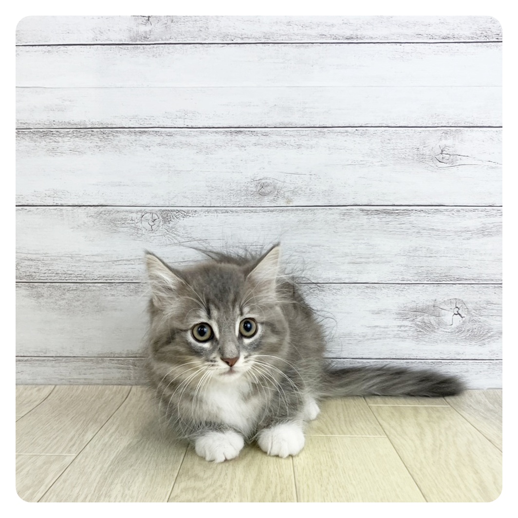 愛知県のノルウェージャンフォレストキャット (犬の家＆猫の里春日井本店/2025年9月4日生まれ/女の子/ブルータビーホワイト)の子猫