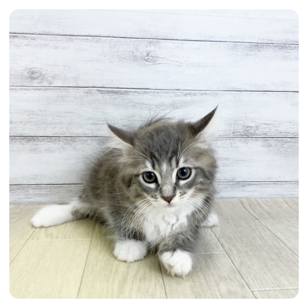 愛知県のノルウェージャンフォレストキャット (犬の家＆猫の里春日井本店/2025年9月4日生まれ/女の子/ブルータビーホワイト)の子猫