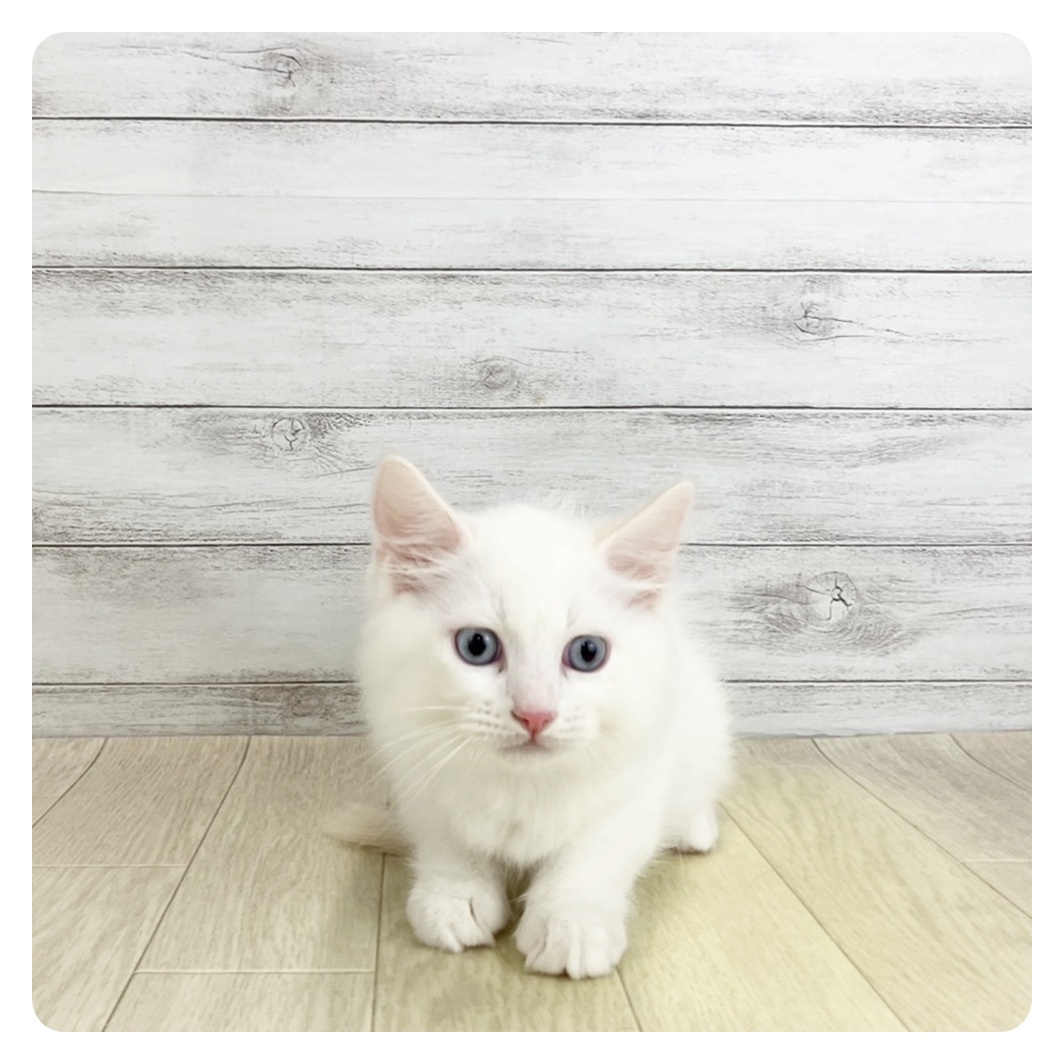 愛知県のラガマフィン (犬の家＆猫の里春日井本店/2025年9月3日生まれ/男の子/レッドポイントホワイト)の子猫