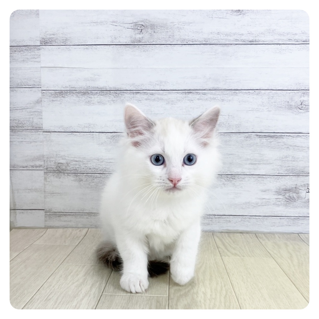 滋賀県のラグドール (犬の家＆猫の里長浜店/2025年9月5日生まれ/男の子/シールポイントバイカラー)の子猫