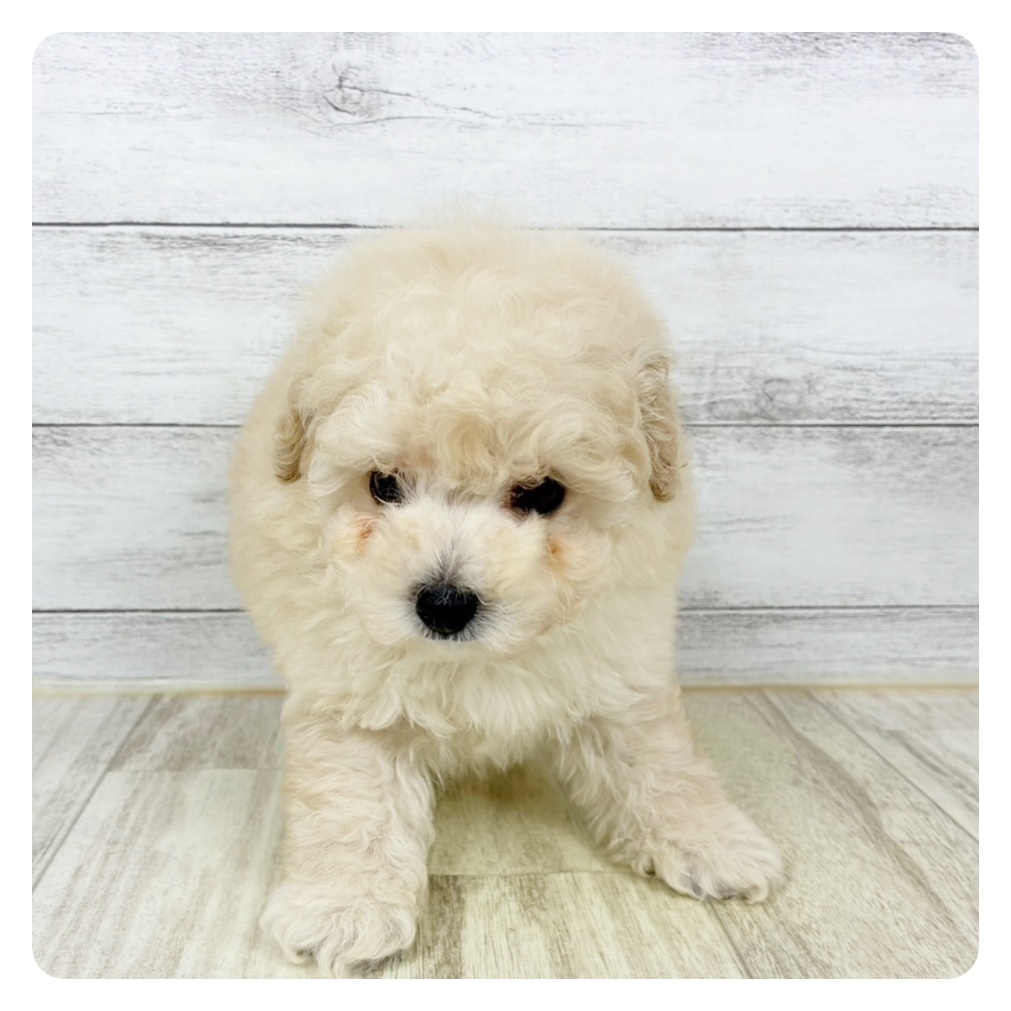 兵庫県のトイプードル(トイ) (犬の家＆猫の里川西店/2025年9月5日生まれ/男の子/クリーム)の子犬