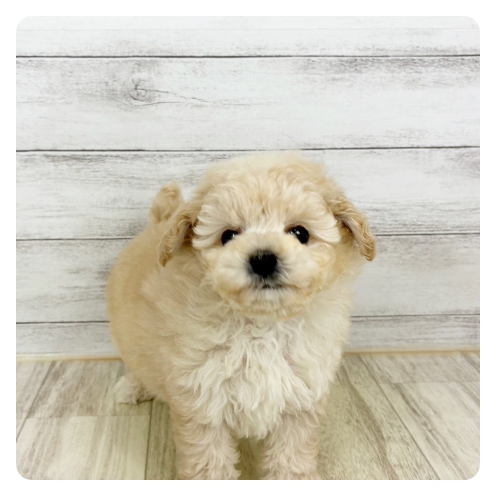 兵庫県のトイプードル(ティーカップ) (犬の家＆猫の里川西店/2025年9月4日生まれ/女の子/クリーム)の子犬