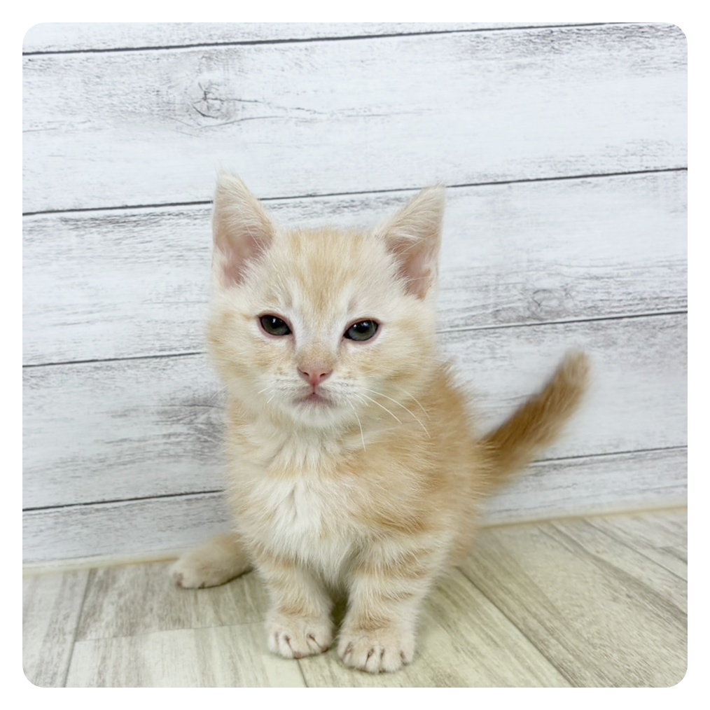兵庫県のマンチカン (犬の家＆猫の里川西店/2025年9月4日生まれ/男の子/レッドタビー)の子猫