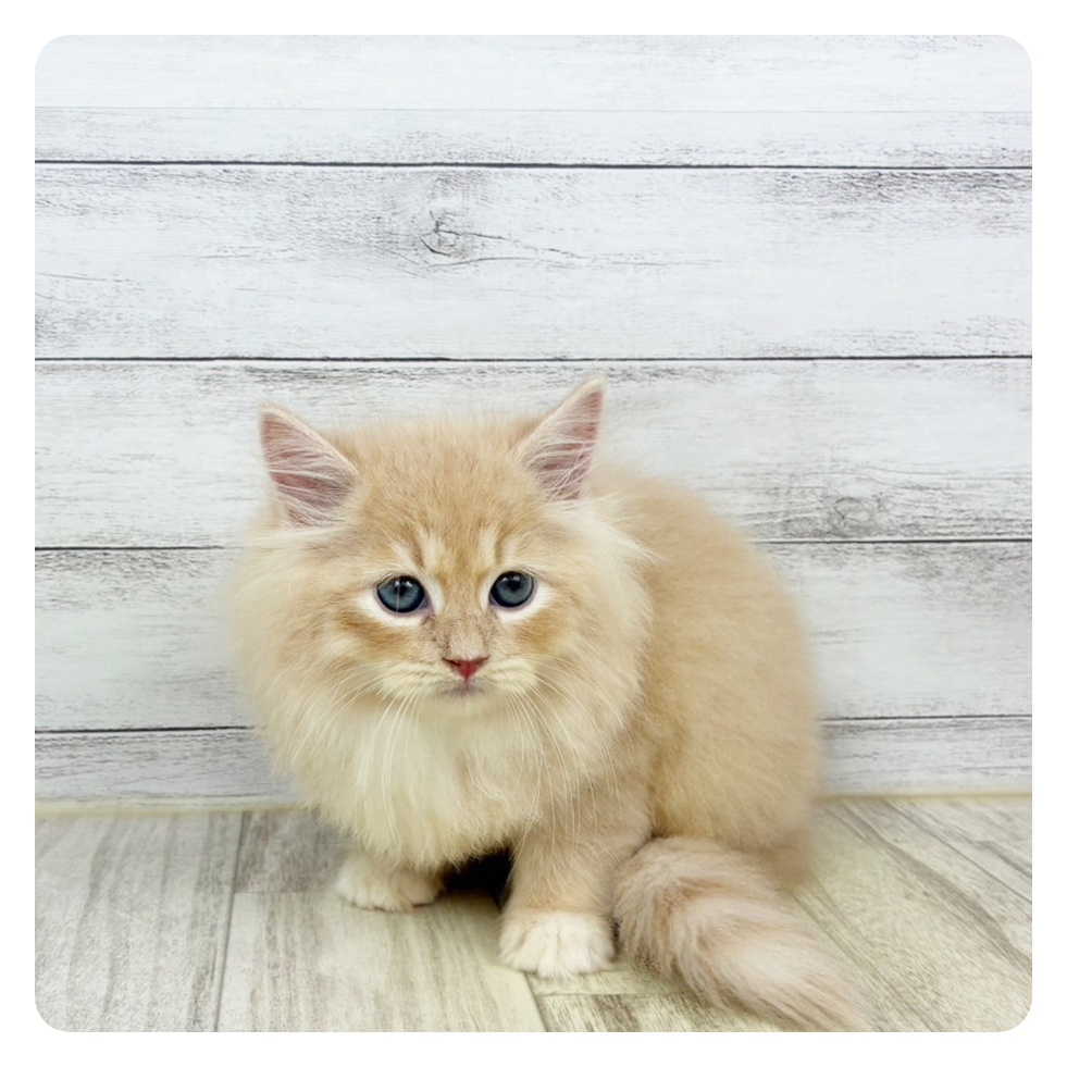 大阪府のサイベリアン (犬の家＆猫の里吹田店/2025年9月5日生まれ/男の子/クリームタビーホワイト)の子猫の2枚目の画像