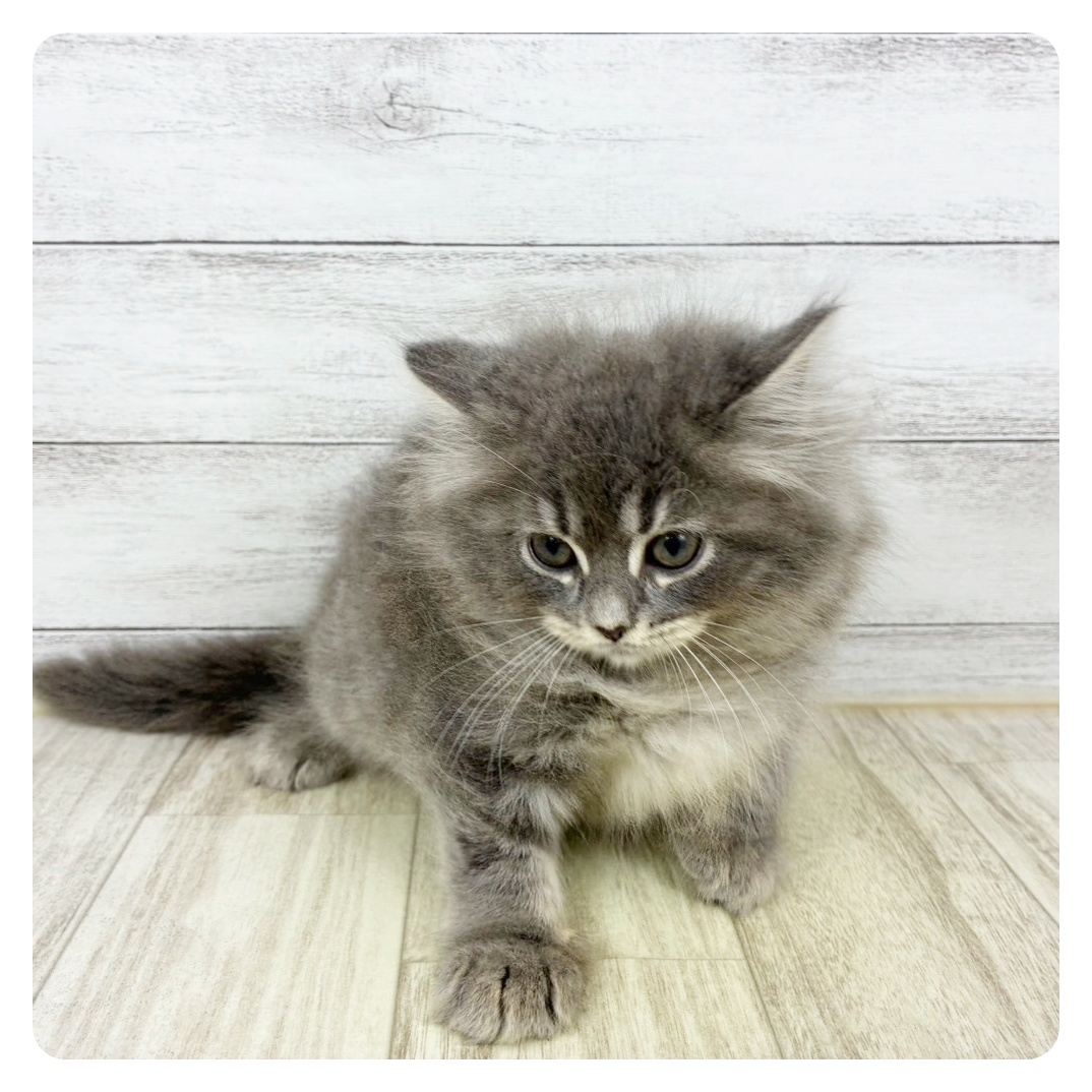 兵庫県のサイベリアン (犬の家＆猫の里ニッケパークタウン加古川店/2025年9月5日生まれ/女の子/ブルータビーホワイト)の子猫の2枚目の画像