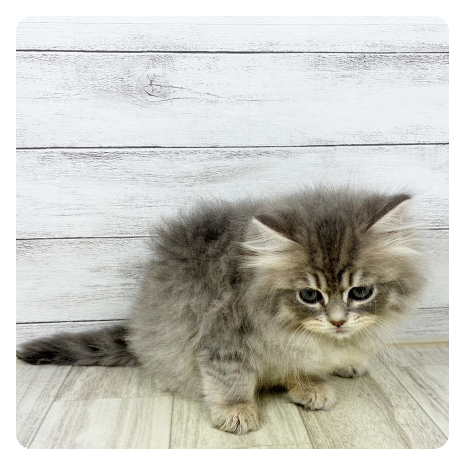 大阪府のサイベリアン (犬の家＆猫の里そよら東岸和田店/2025年9月5日生まれ/女の子/ブルータビーホワイト)の子猫の2枚目の画像