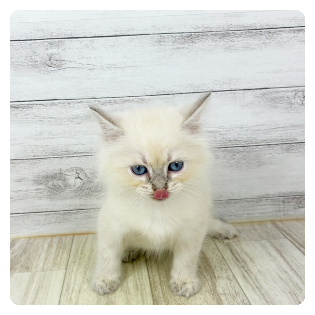 愛知県のネヴァマスカレード (犬の家＆猫の里春日井本店/2025年9月5日生まれ/女の子/ブルーリンクスポイントホワイト)の子猫の2枚目の画像
