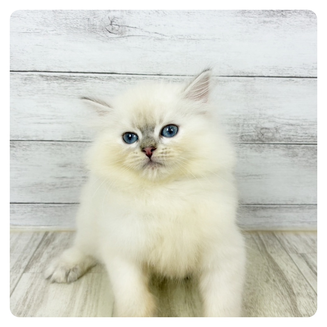 兵庫県のネヴァマスカレード (犬の家＆猫の里川西店/2025年9月5日生まれ/女の子/ブルーリンクスポイントホワイト)の子猫の3枚目の画像