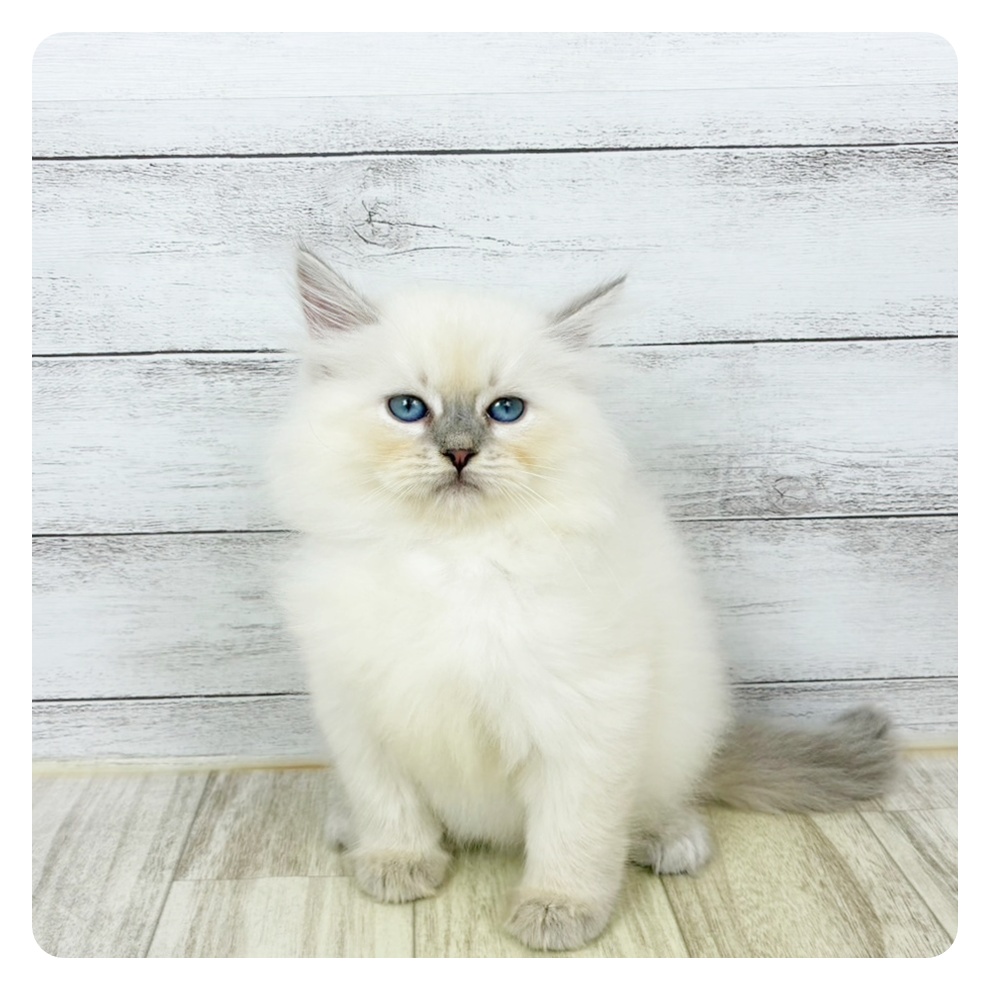 大阪府のネヴァマスカレード (犬の家＆猫の里もりのみやキューズモールBASE店/2025年9月5日生まれ/女の子/ブルーリンクスポイントホワイト)の子猫の2枚目の画像