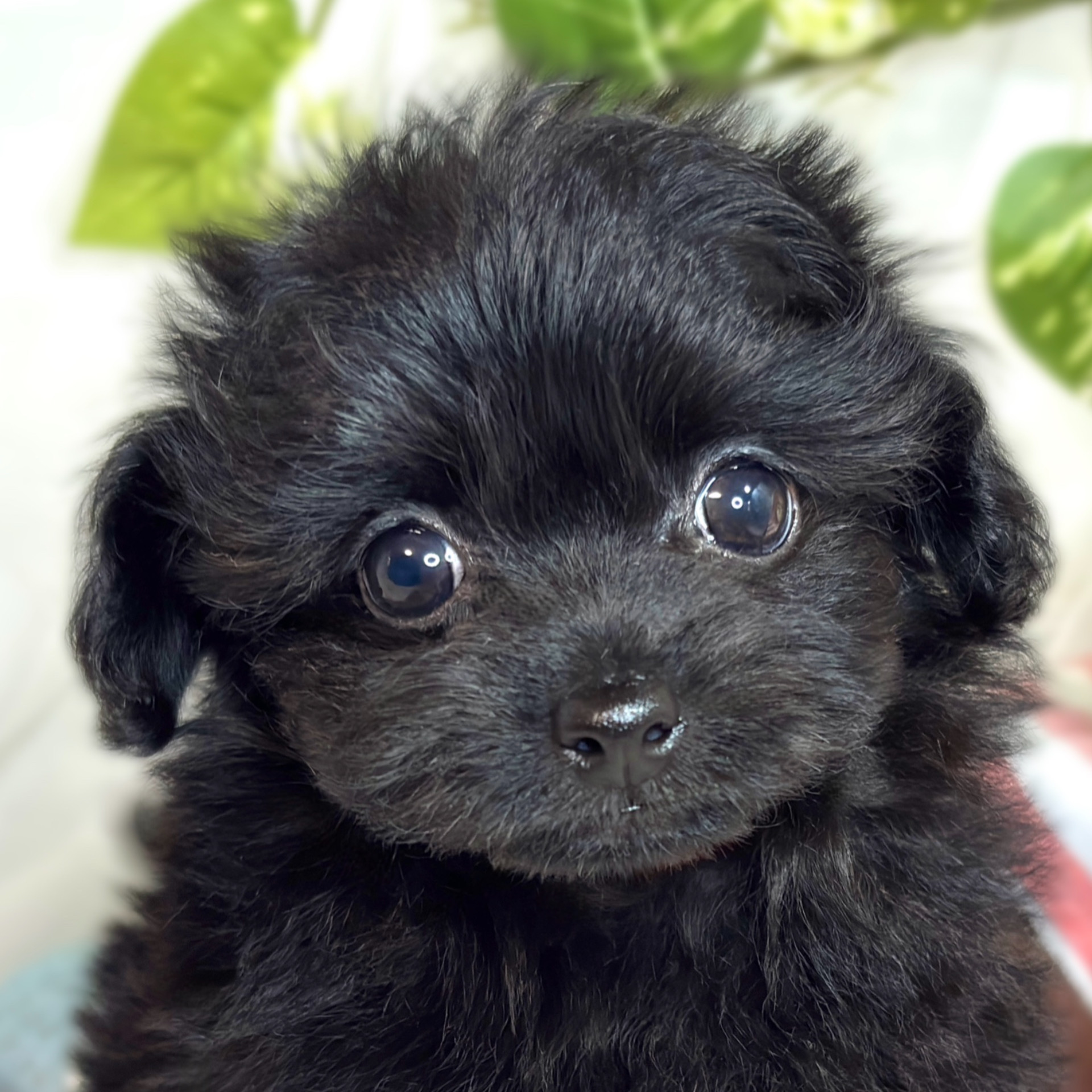 兵庫県のチワプー/プーチー(チワワ×プードル) (犬の家＆猫の里川西店/2025年9月2日生まれ/女の子/ブラック)の子犬の1枚目の画像