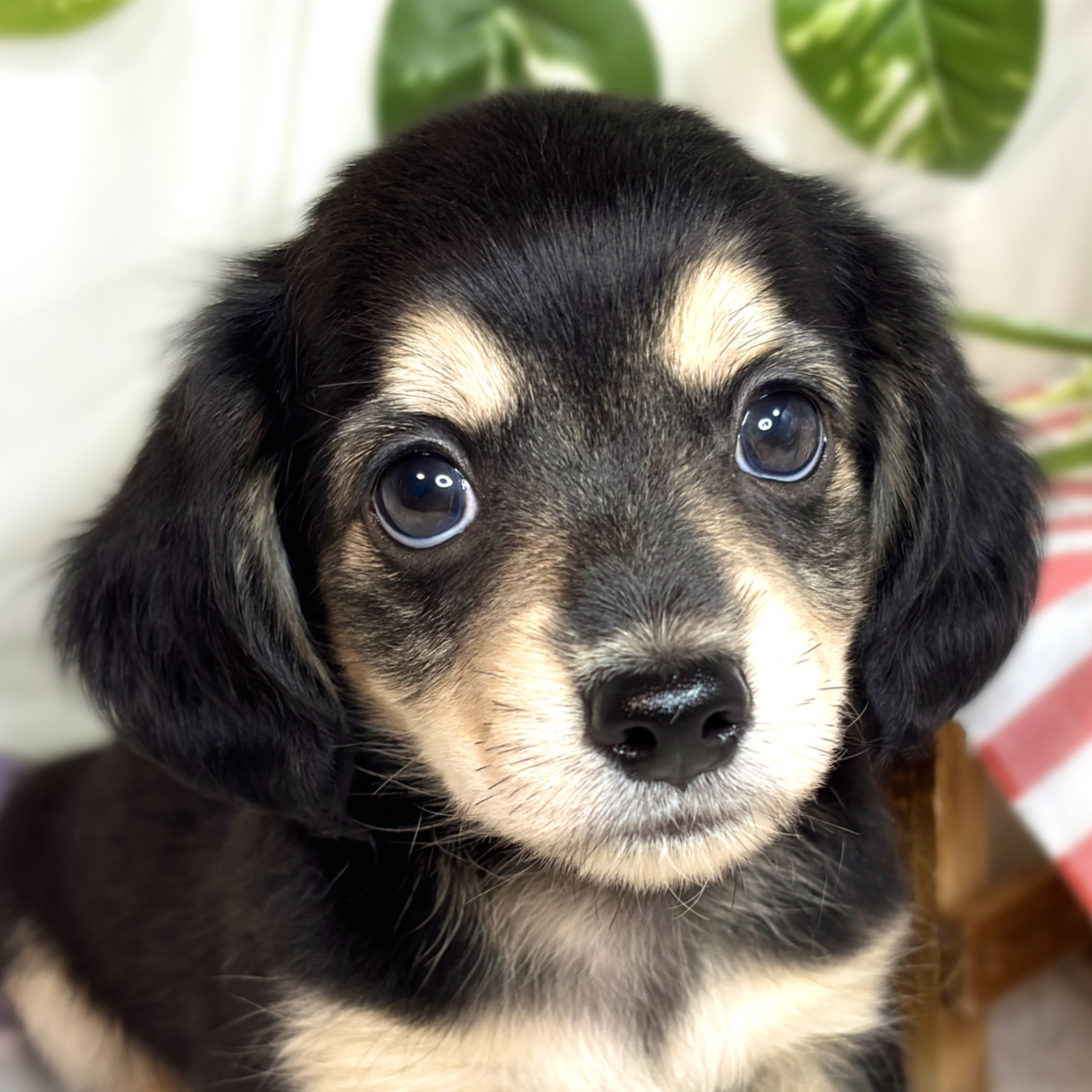 兵庫県のチワックス(チワワ×ダックス) (犬の家＆猫の里神戸店/2025年9月3日生まれ/男の子/ブラッククリーム)の子犬