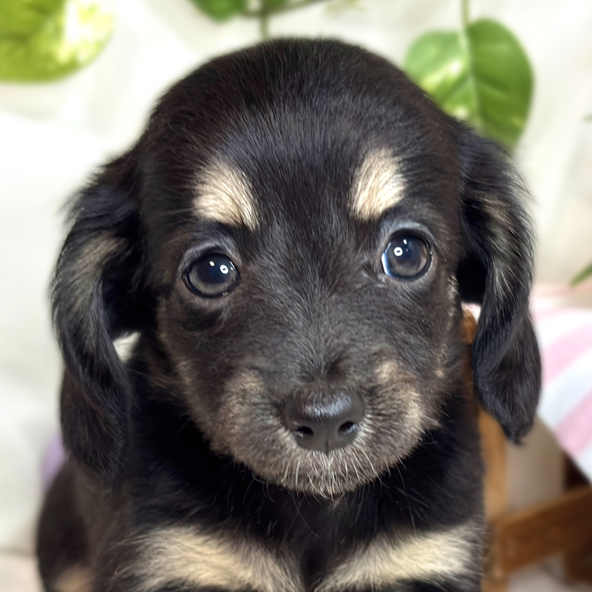富山県のチワックス(チワワ×ダックス) (犬の家＆猫の里アミーゴ高岡蓮花寺店/2025年9月3日生まれ/女の子/ブラッククリーム)の子犬の1枚目の画像