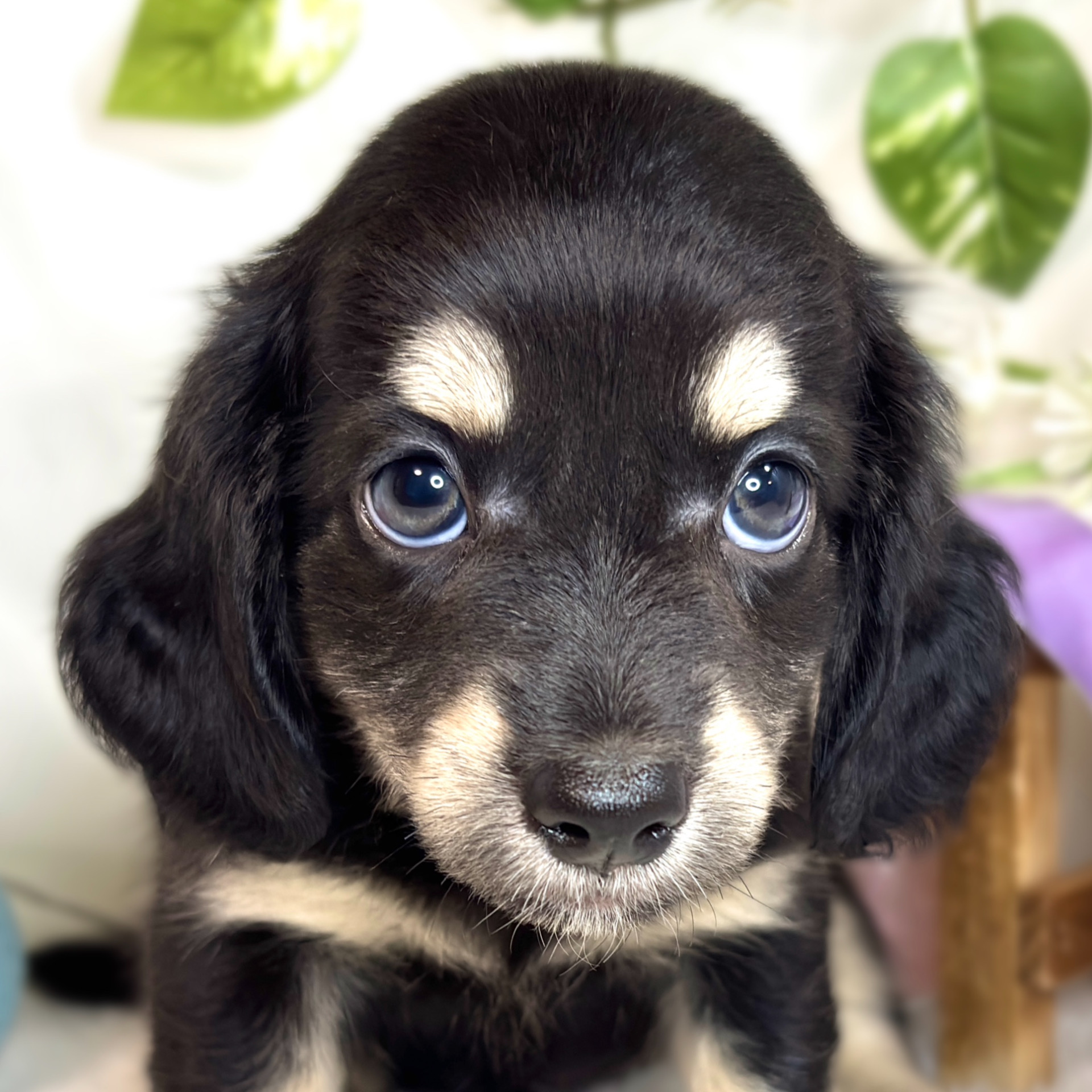 兵庫県のチワックス(チワワ×ダックス) (犬の家＆猫の里カナート西神戸店/2025年9月3日生まれ/男の子/ブラッククリーム)の子犬の1枚目の画像