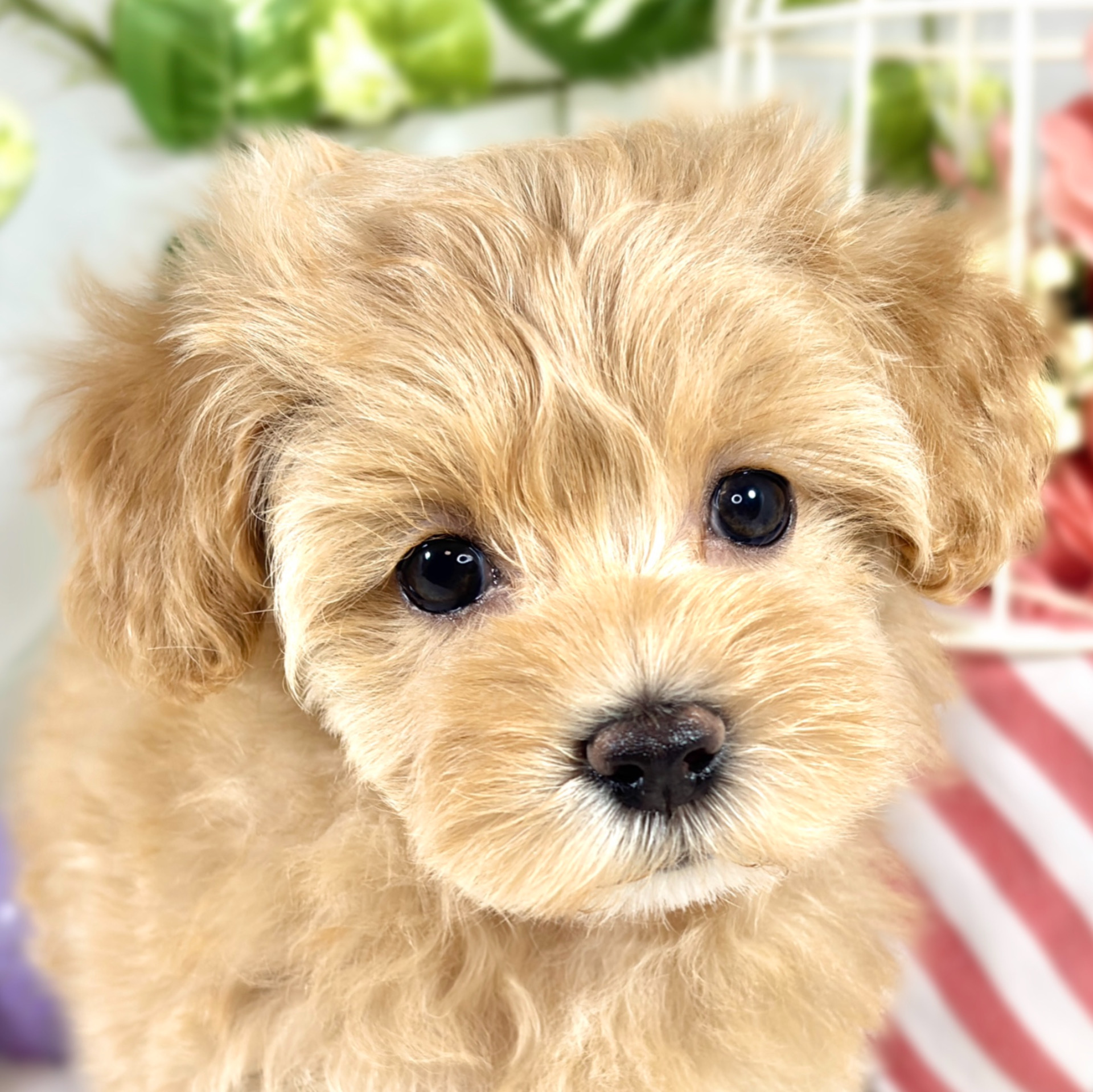 愛知県のマルプー(マルチーズ×プードル) (犬の家＆猫の里MEGAドン・キホーテ東海名和店/2025年9月7日生まれ/女の子/アプリコット)の子犬の1枚目の画像