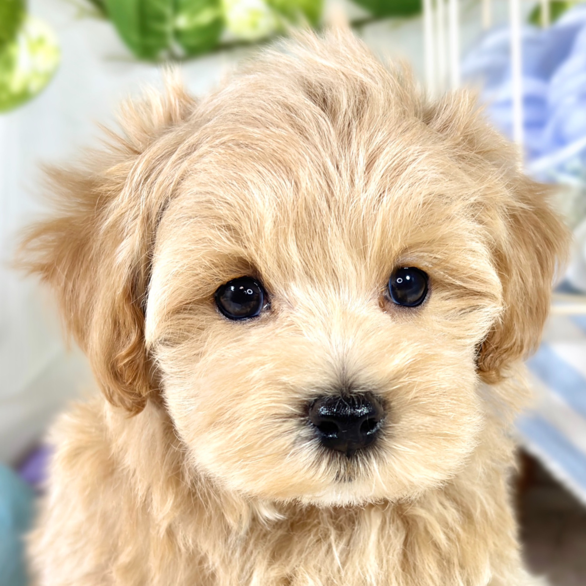 富山県のマルプー(マルチーズ×プードル) (犬の家＆猫の里アミーゴ高岡蓮花寺店/2025年9月7日生まれ/男の子/アプリコット)の子犬