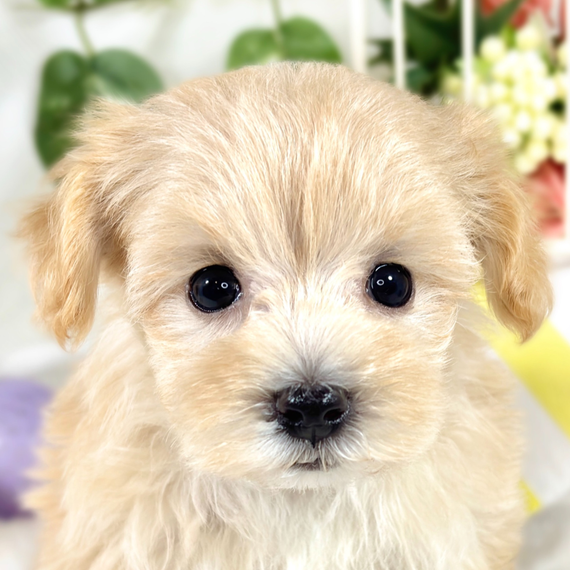 愛知県のマルプー(マルチーズ×プードル) (犬の家＆猫の里アミーゴ神の倉店/2025年9月7日生まれ/女の子/アプリコットホワイト)の子犬の1枚目の画像