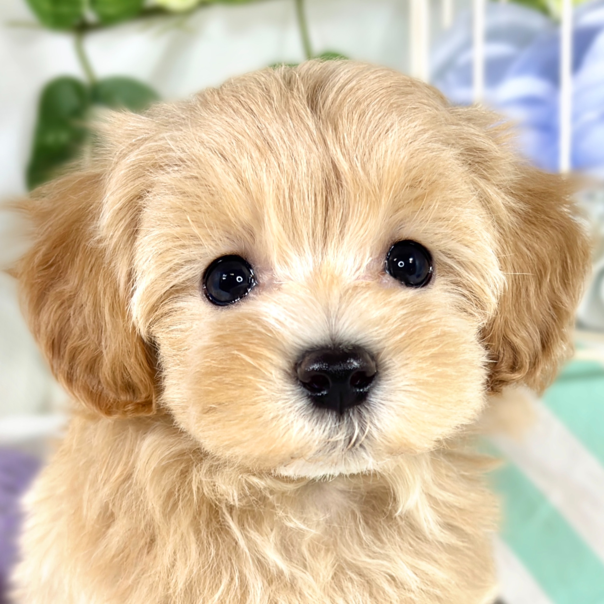 神奈川県のマルプー(マルチーズ×プードル) (犬の家＆猫の里モザイクモール港北店/2025年9月7日生まれ/男の子/アプリコット)の子犬の1枚目の画像
