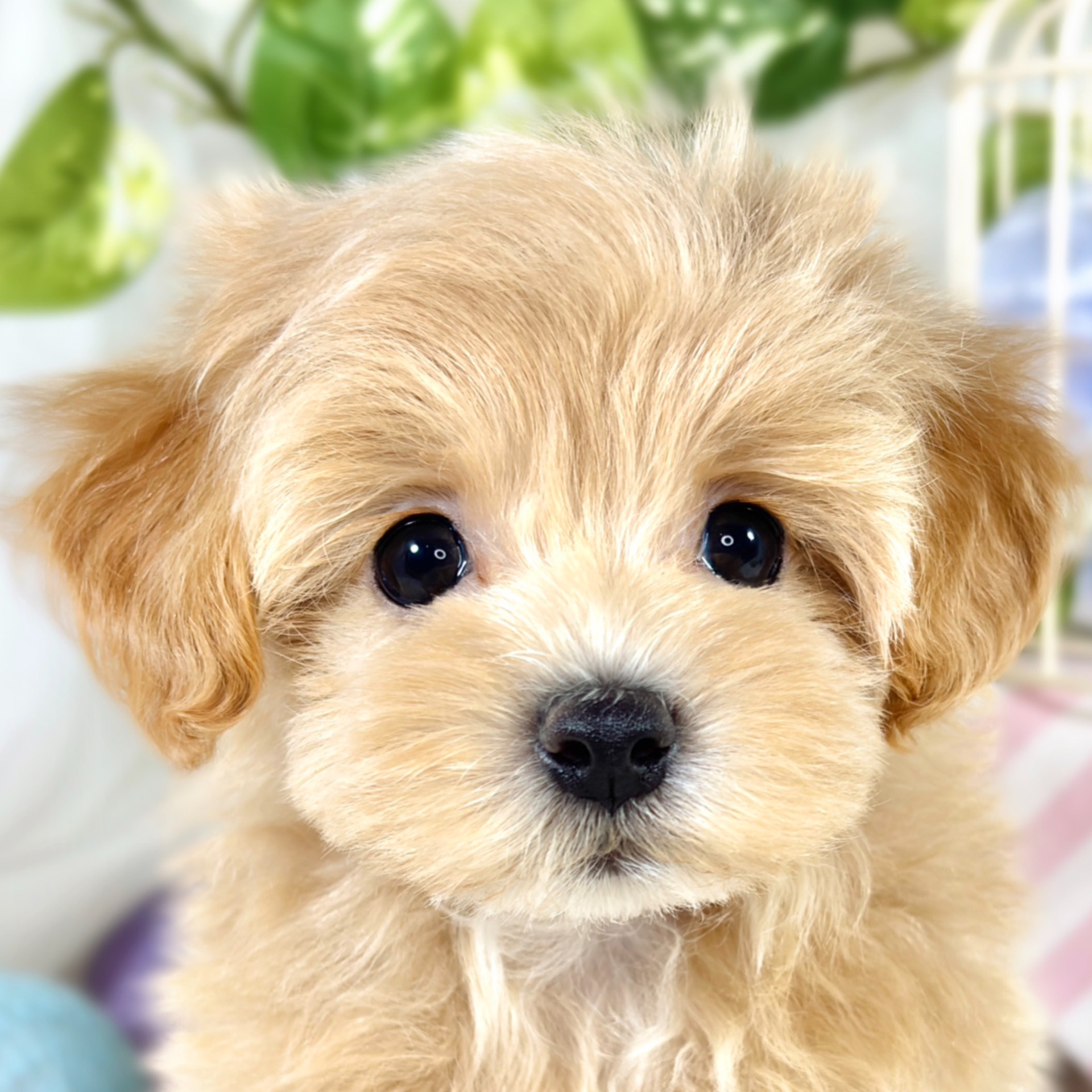 岡山県のマルプー(マルチーズ×プードル) (犬の家＆猫の里倉敷中庄店/2025年9月7日生まれ/男の子/アプリコット)の子犬の1枚目の画像