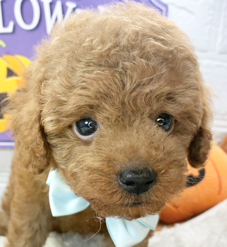 愛知県のトイプードル(トイ) (犬の家＆猫の里春日井本店/2025年9月5日生まれ/男の子/レッドフォーン)の子犬