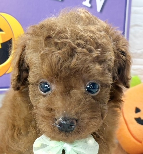 愛知県のトイプードル(トイ) (犬の家＆猫の里春日井本店/2025年9月5日生まれ/男の子/レッドフォーン)の子犬