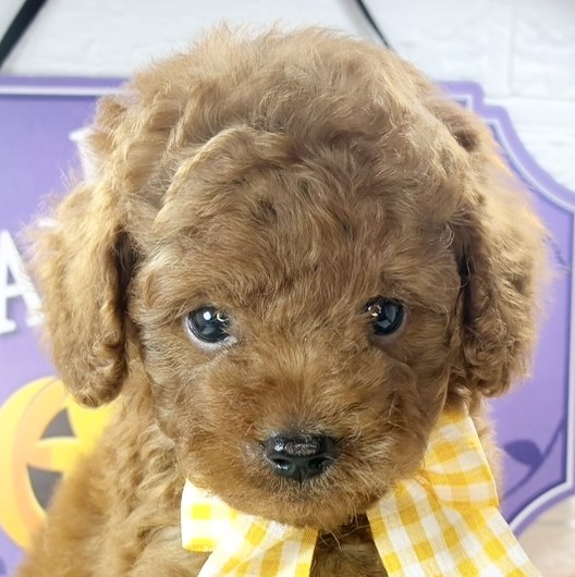 愛知県のトイプードル(トイ) (犬の家＆猫の里春日井本店/2025年9月5日生まれ/男の子/レッドフォーン)の子犬