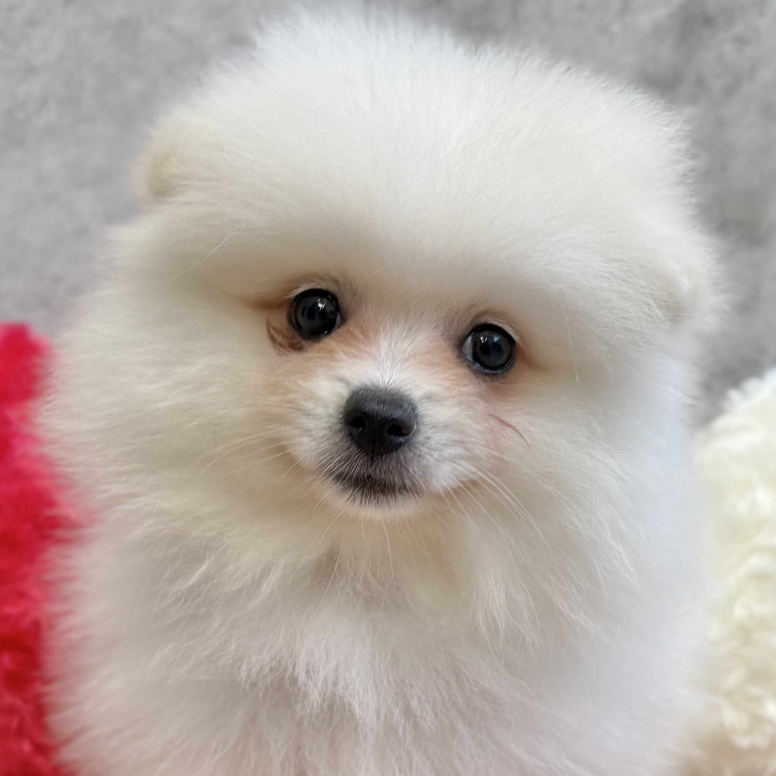 愛知県のポメラニアン (犬の家＆猫の里春日井本店/2025年9月5日生まれ/女の子/クリーム)の子犬