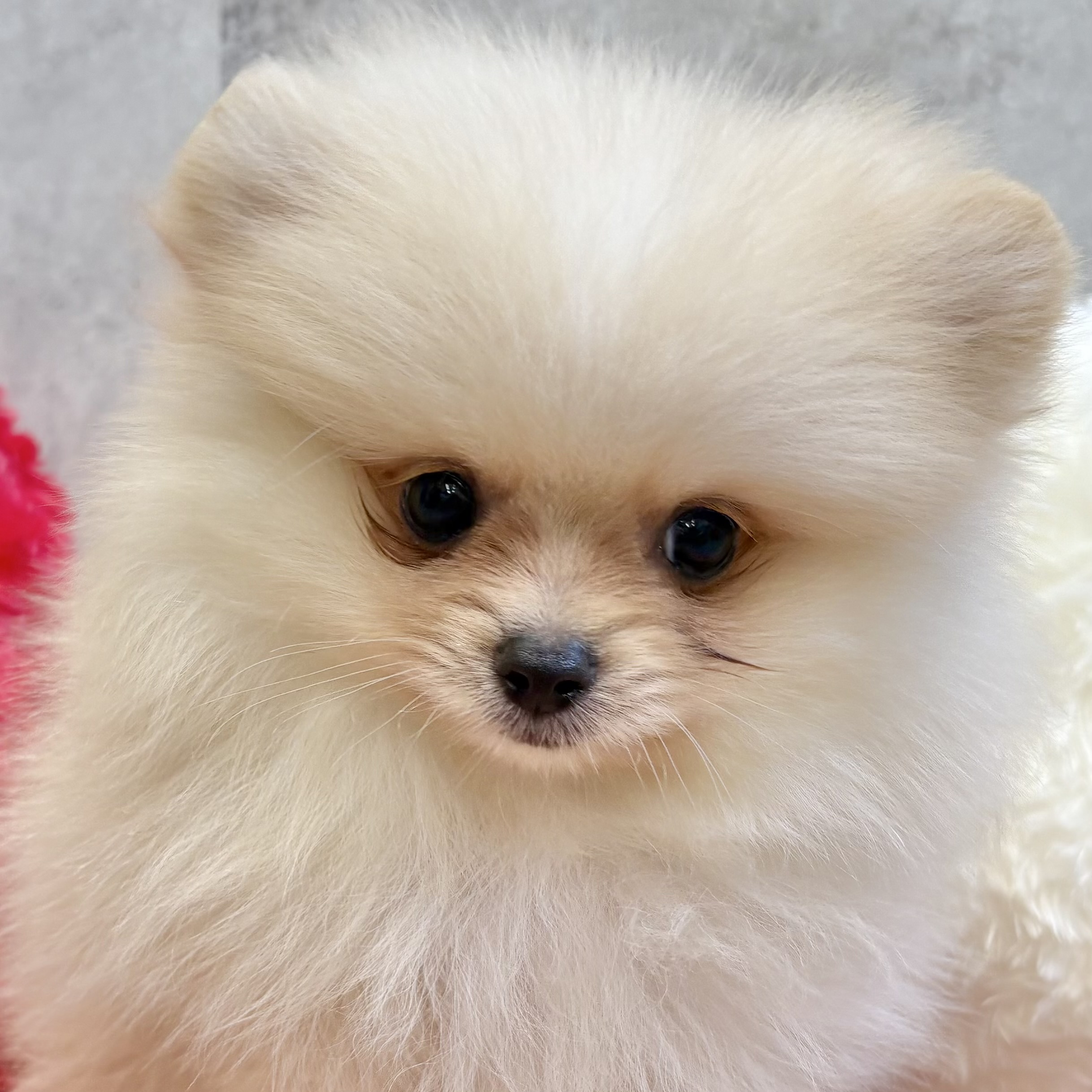 大阪府のポメラニアン (犬の家＆猫の里吹田店/2025年9月5日生まれ/男の子/クリームホワイト)の子犬