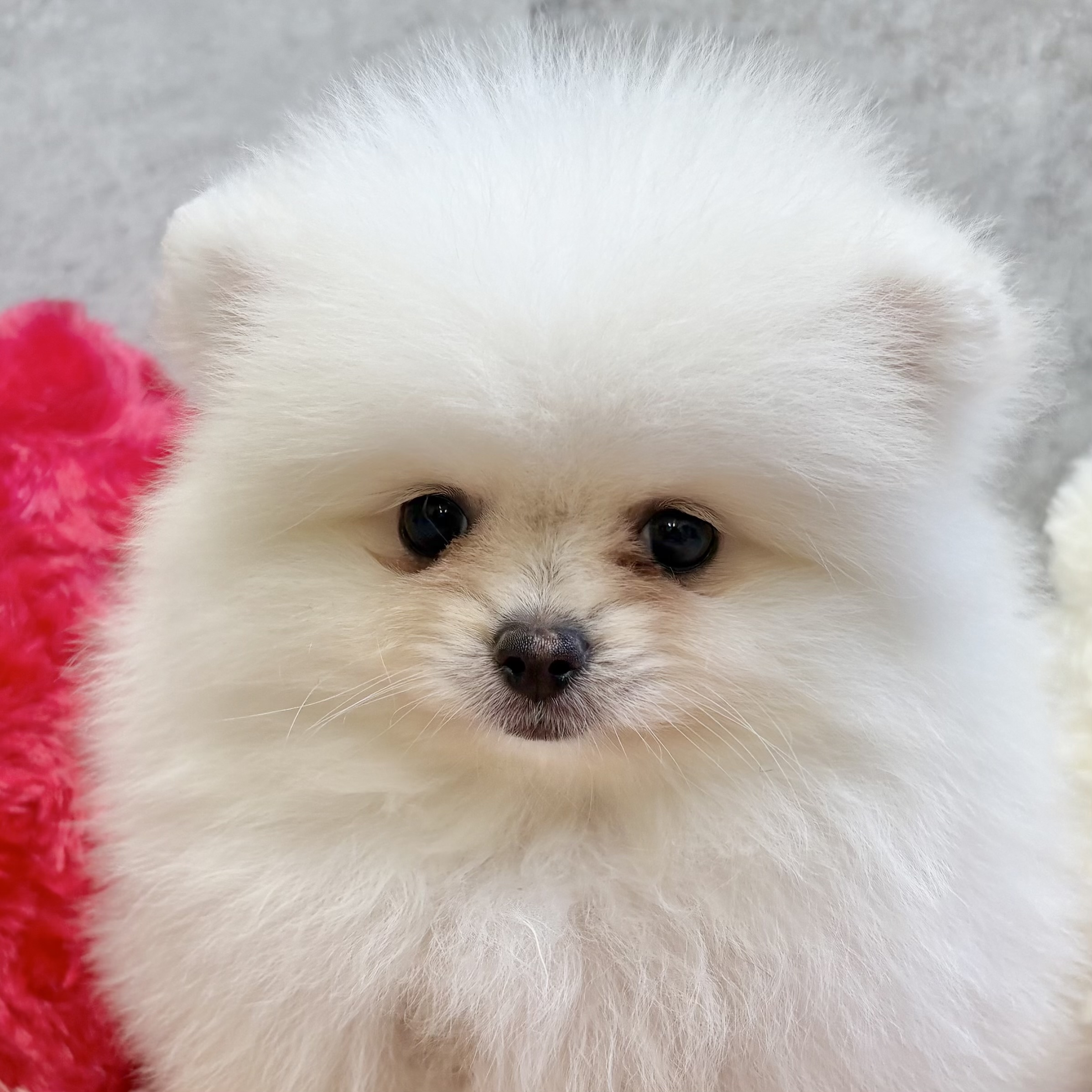 大阪府のポメラニアン (犬の家＆猫の里そよら東岸和田店/2025年9月5日生まれ/男の子/クリームホワイト)の子犬の1枚目の画像