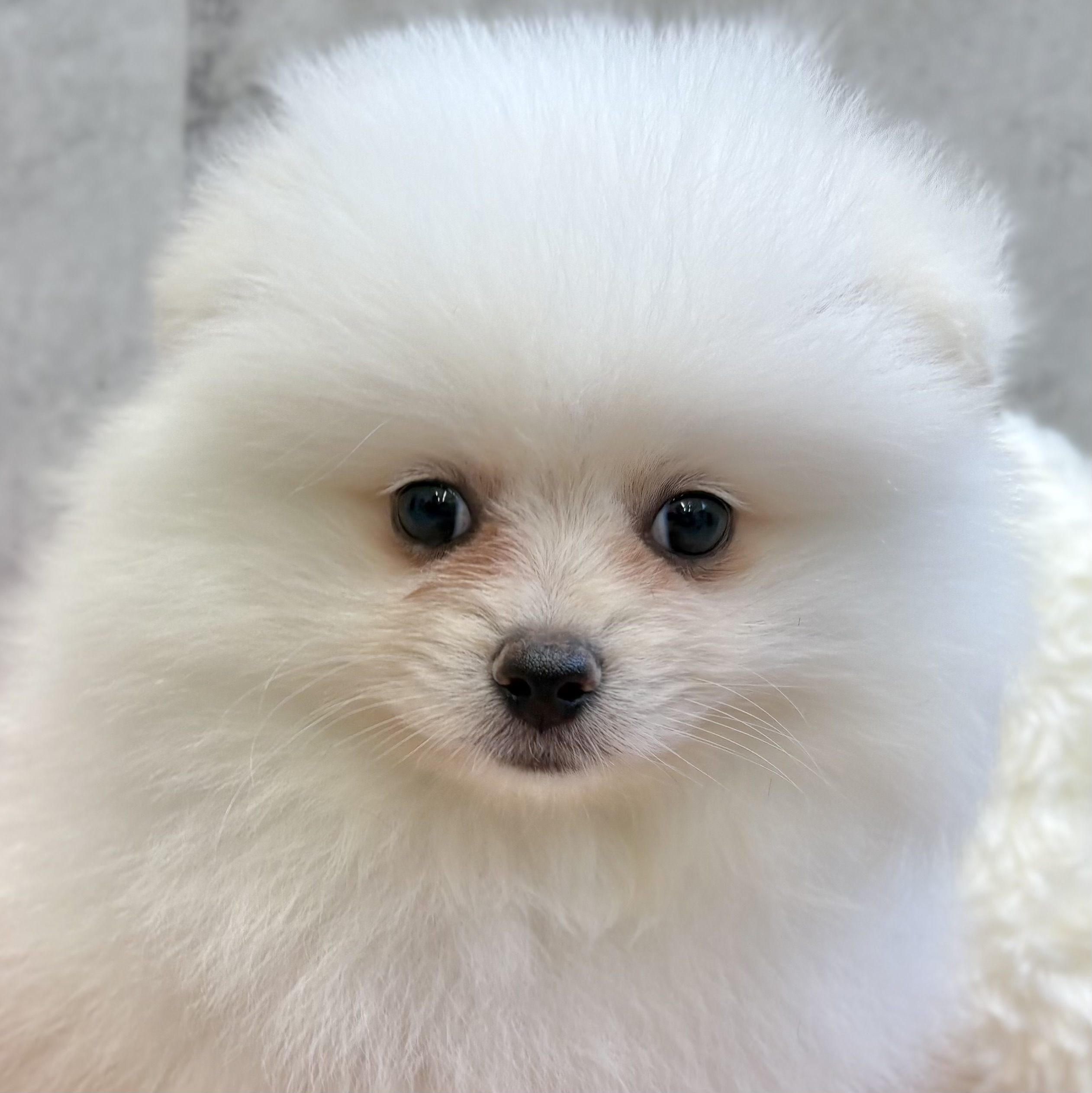 愛知県のポメラニアン (犬の家＆猫の里春日井本店/2025年9月5日生まれ/男の子/ホワイト)の子犬