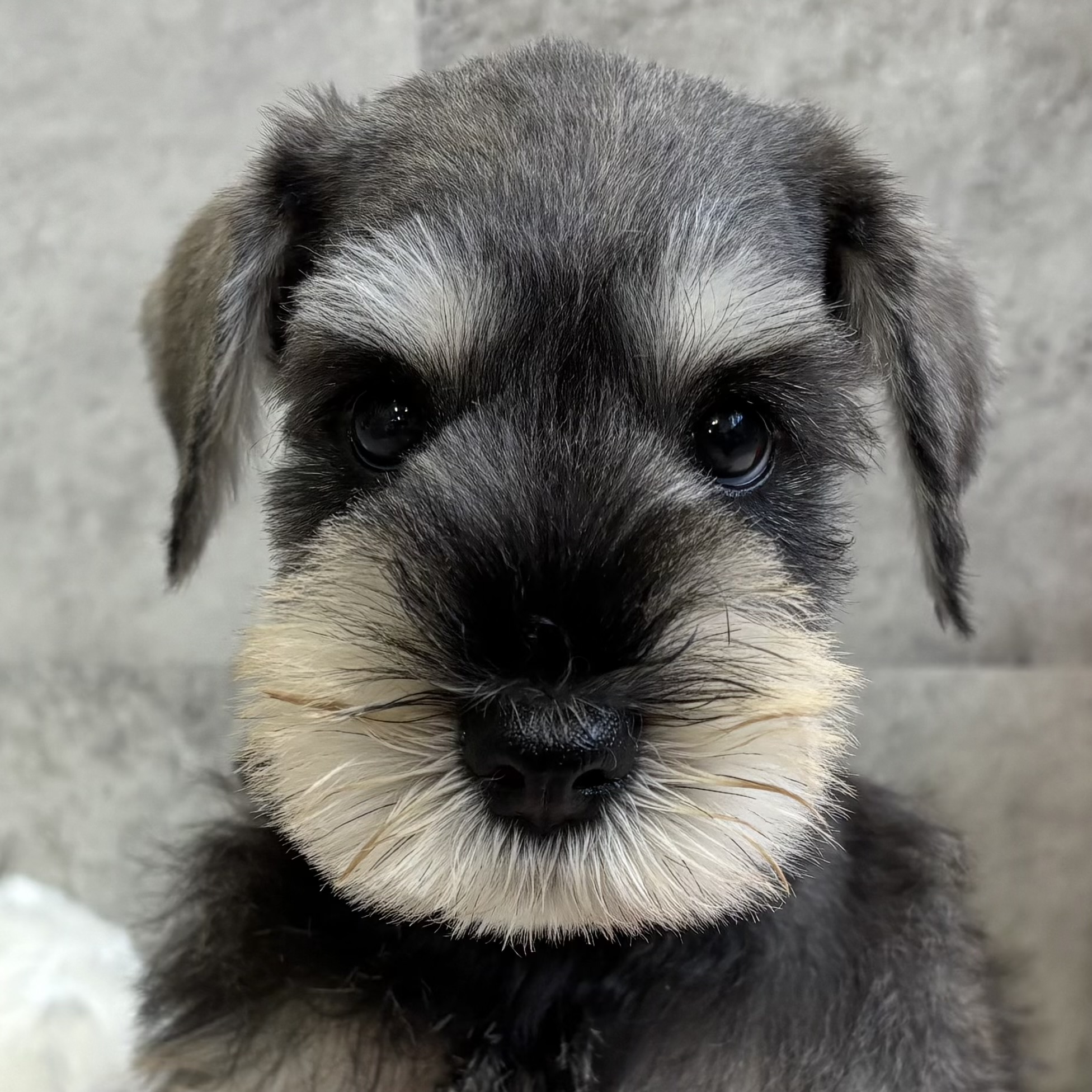 愛知県のミニチュアシュナウザー (犬の家＆猫の里春日井本店/2025年9月7日生まれ/男の子/ソルトペッパー)の子犬