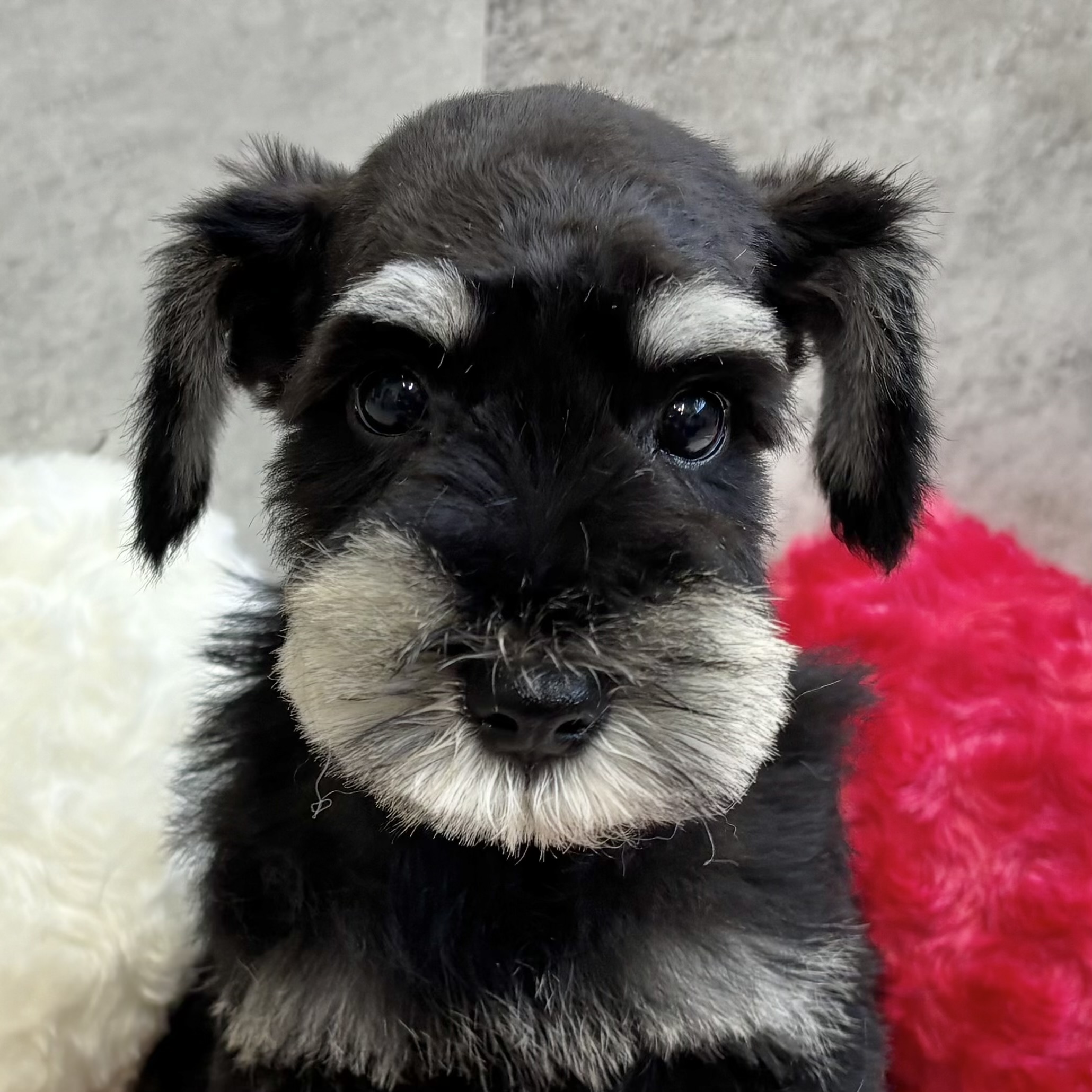 神奈川県のミニチュアシュナウザー (犬の家＆猫の里モザイクモール港北店/2025年9月7日生まれ/男の子/ブラックシルバー)の子犬の1枚目の画像