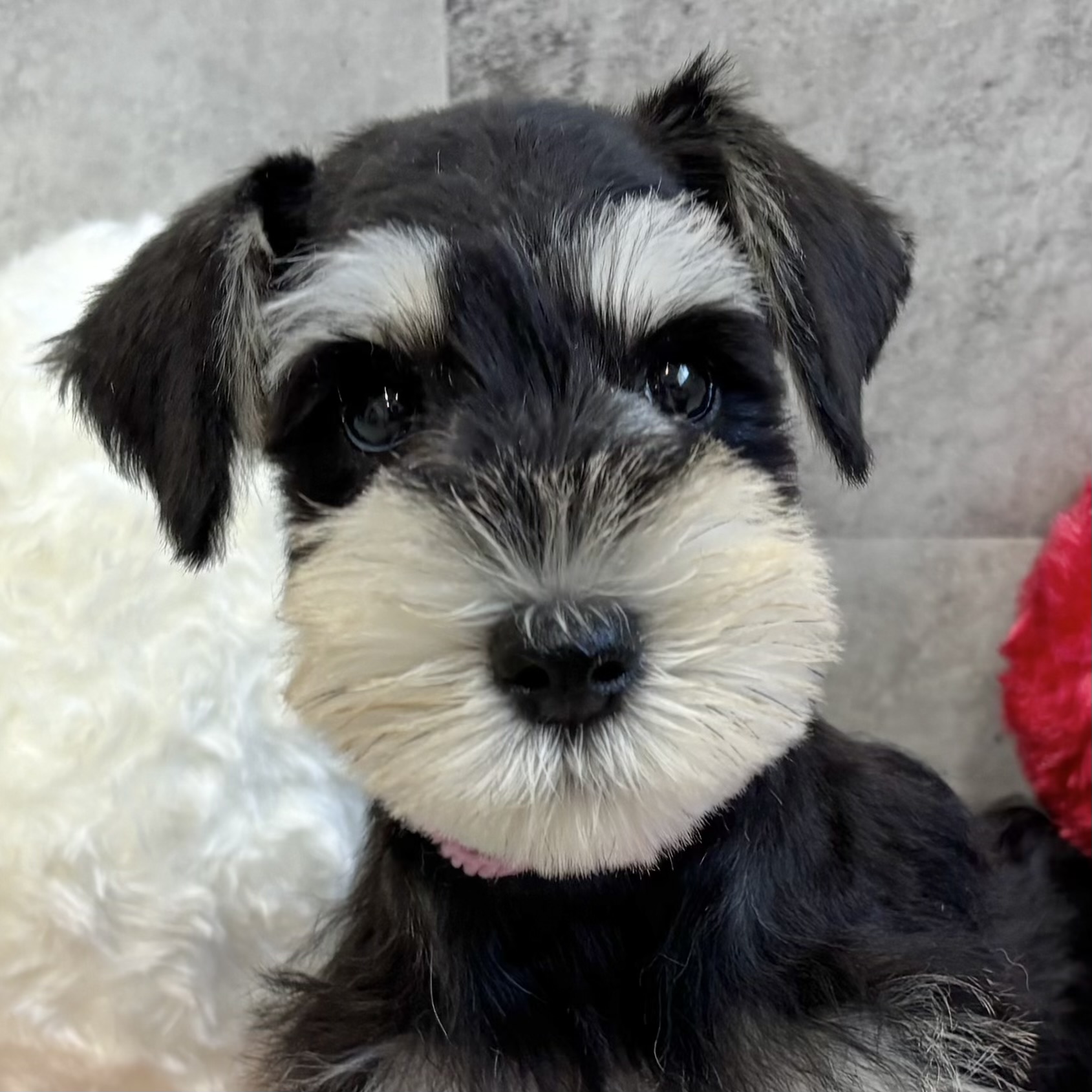 愛知県のミニチュアシュナウザー (犬の家＆猫の里春日井本店/2025年9月7日生まれ/女の子/ブラックシルバー)の子犬